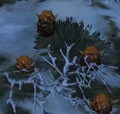 Broodmother nest eggs.jpg