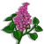 Lilac-icon