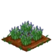 Iris 66