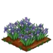 Iris 100
