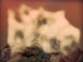 Dikironium Cloud Creature