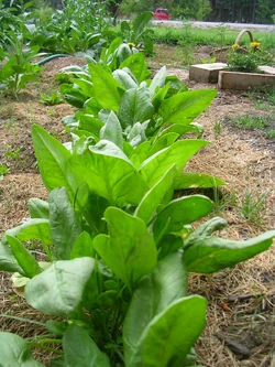 Spinach