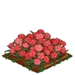 Pink Carnation extra100