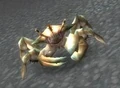 Reef Crawler.jpg