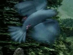 Bluebird POA 1