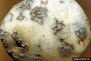 Potato Common Scab
