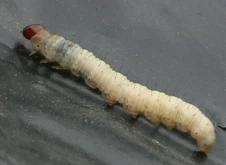 Swift Moth Caterpillar
