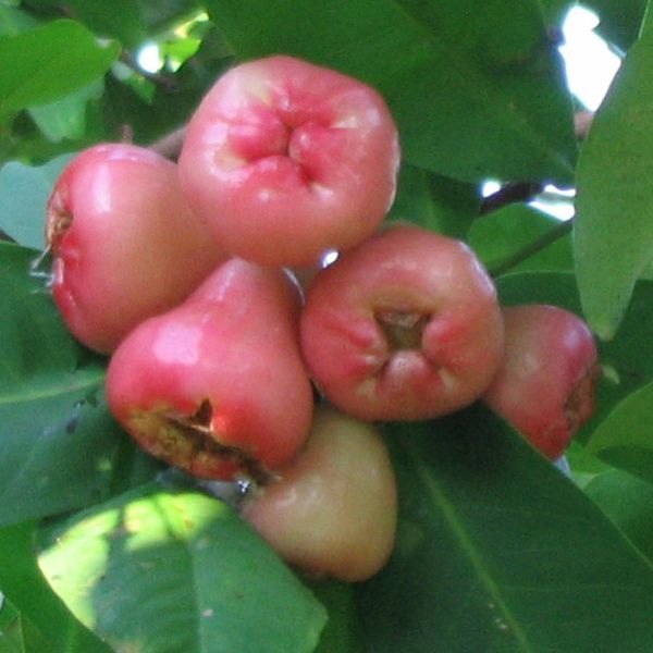 rose-apple-recipes-wiki