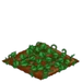 Cucumber 33