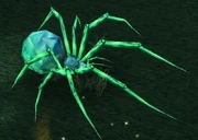 Araignée