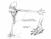 GlukkonAnatomy