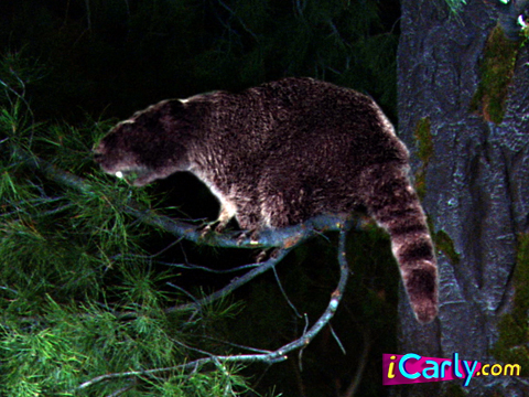 http://images1.wikia.nocookie.net/__cb20100523203132/icarly/images/9/91/Beavecoon.jpg