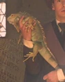 Iguana.jpg