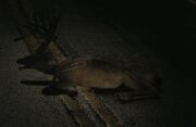 Deer