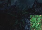 Evergreen wood fern
