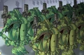 OrdLithone-HNN.png
