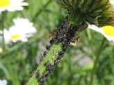 Blackfly