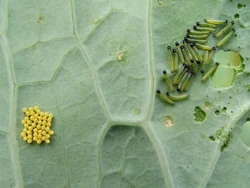 Cabbage white eggs and caterpillars on sea kale leaf