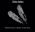 Animals Chicken Feathers.jpg