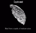 Animals Coyote Meat.jpg