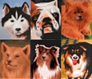 PetPals
