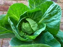 Summer Cabbage