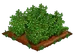 Goji Berry 66