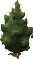 Avocado tree.png