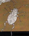 Flame beetle.JPG