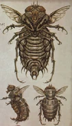 BloatflyCA