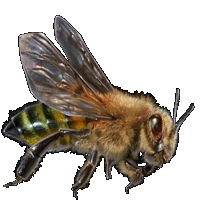Huge item killerbee 01.gif