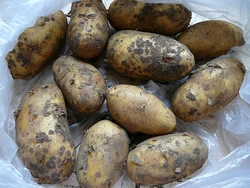 Charlotte Potatoes.jpg