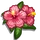 Pink Hibiscus-icon