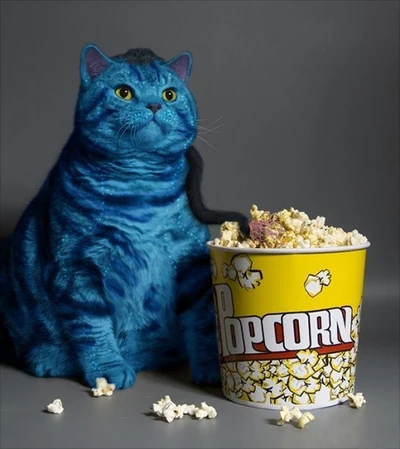 AVATAR-CAT