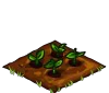 Potatoes seedling.png