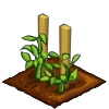 Tomatoes seedling.png