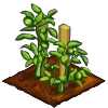Tomatoes green.png