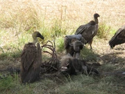 Vultures