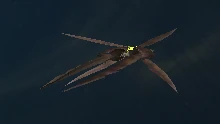 Cetratus class