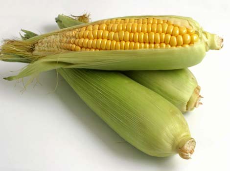 Corn Wiki