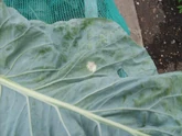 Cabbage Whitefly