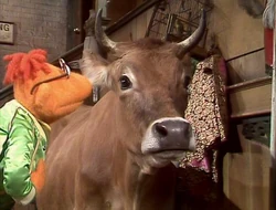 217 scooter cow.jpg