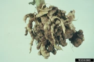 Broccoli Club Root