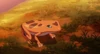 Frog1