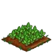 Sugar Beets 66