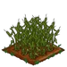 Triticale 66