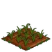 Rye 33