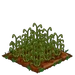 Rye 66