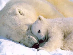 Polar bear.jpg