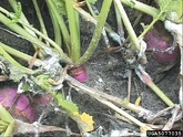 Turnip Sclerotinia Rot